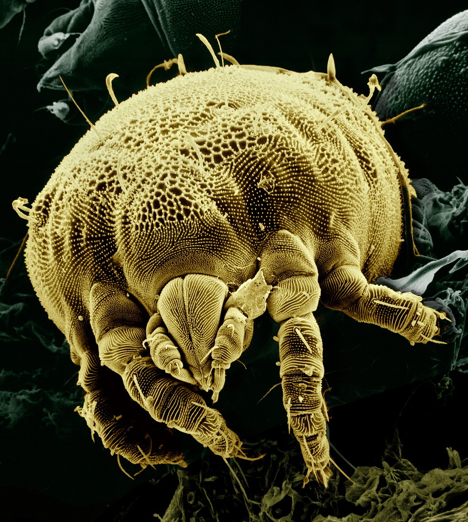lorryiaformosa